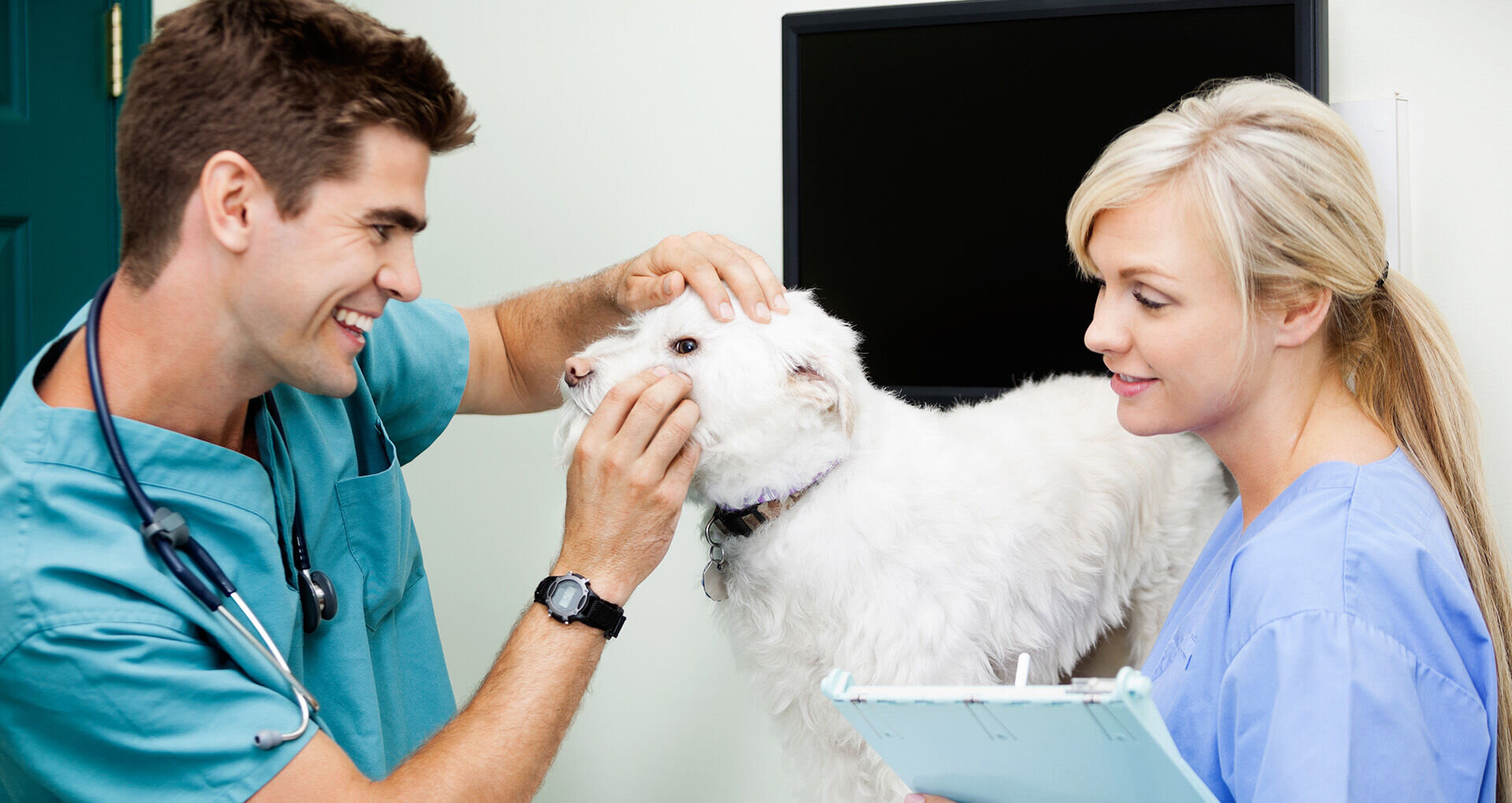 Veterinary Assistant Career Test Your Compatibility   Veterinary Assistant 